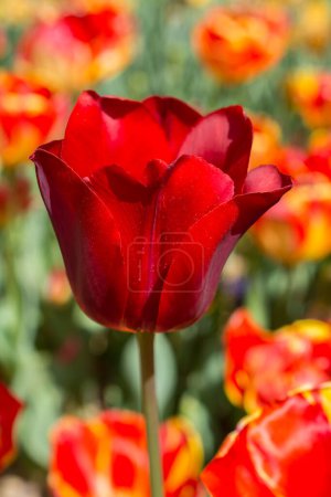 Photo for Outstanding colorful tulip flower bloom in the spring  garden - Royalty Free Image