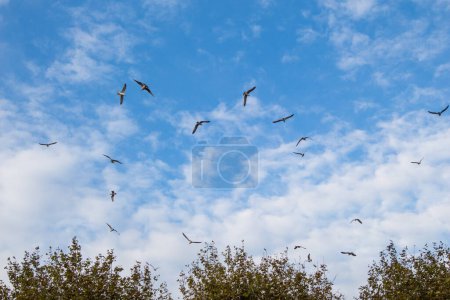 Foto de Bandada de aves vistas volando en el cielo - Imagen libre de derechos