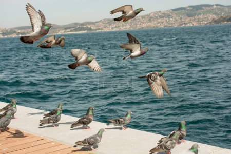 Téléchargez les photos : Beaux pigeons dans le Bosphore - en image libre de droit