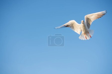 Téléchargez les photos : La mouette des oiseaux marins vole dans le ciel comme concept de liberté - en image libre de droit