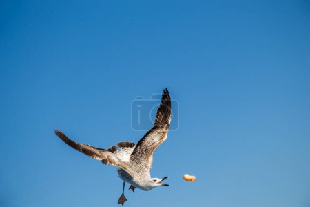 Téléchargez les photos : Mouette unique volant dans un ciel bleu comme arrière-plan - en image libre de droit