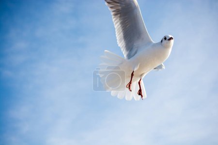 Foto de Una sola gaviota volando en un fondo azul del cielo - Imagen libre de derechos