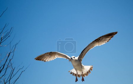 Téléchargez les photos : Mouette unique volant dans un ciel bleu comme arrière-plan - en image libre de droit