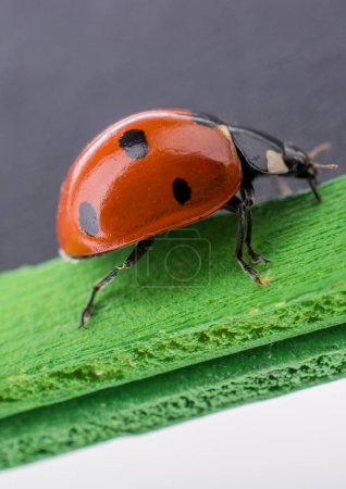 Photo for Beautiful photo of red ladybug walking  around objects - Royalty Free Image