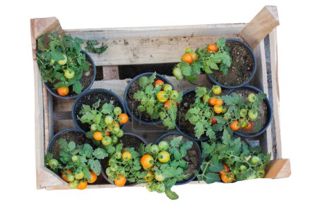 Téléchargez les photos : Tomates biologiques fraîches au cas où sur fond blanc. - en image libre de droit