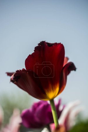 Schöne bunte Tulpen blühen im Frühling Garten