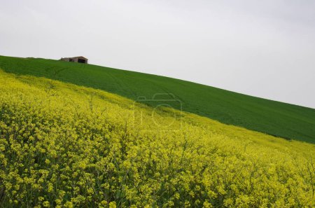 Photo for Spring in the countryside of lower Molise with the wheat still green, an old farmhouse, and yellow wild flowers to complete the scene - Royalty Free Image
