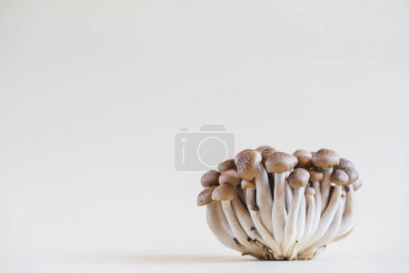 Téléchargez les photos : Cluster de champignons shimeji frais bruns de près. champignons shimeji sur un fond clair avec pierre et mousse. - en image libre de droit