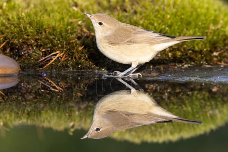 Photo for Wood warbler, Phylloscopus sibilatrix. a beautiful bird swims and looks at the reflection in the water - Royalty Free Image