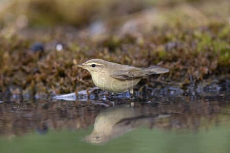Photo for Wood warbler, Phylloscopus sibilatrix. a beautiful bird swims and looks at the reflection in the water - Royalty Free Image