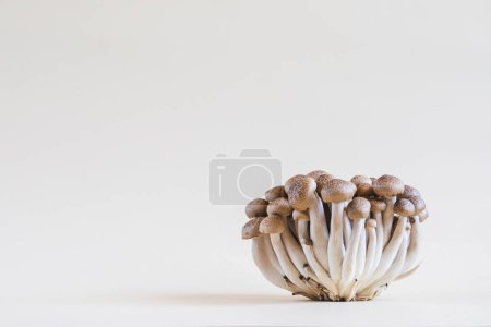 Téléchargez les photos : Cluster de champignons shimeji frais bruns de près. champignons shimeji sur un fond clair avec pierre et mousse. - en image libre de droit