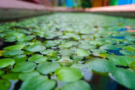 Gros plan vert frais eceng gondok ou jacinthe d'eau plante sur l'étang. 