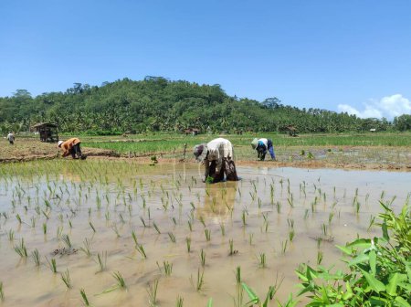 Foto de Agricultores plantando semillas de arroz en los campos, por la mañana. - Imagen libre de derechos