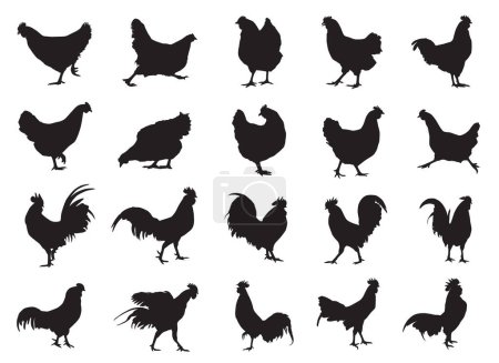 Téléchargez les illustrations : Ensemble poulet silhouette poule et coq - en licence libre de droit