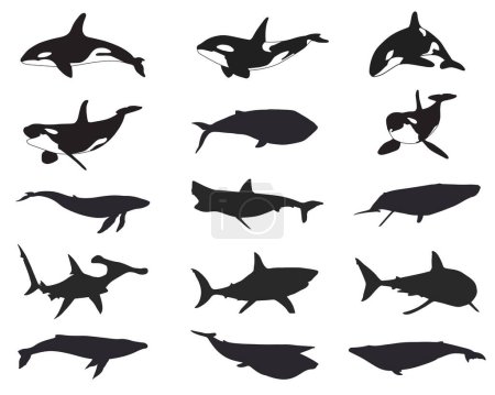 Foto de Conjunto de siluetas vectoriales de diferentes tiburones y ballenas - Imagen libre de derechos