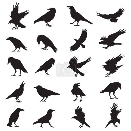 Foto de Conjunto de siluetas negras de diferentes cuervo, cuervo, vector - Imagen libre de derechos