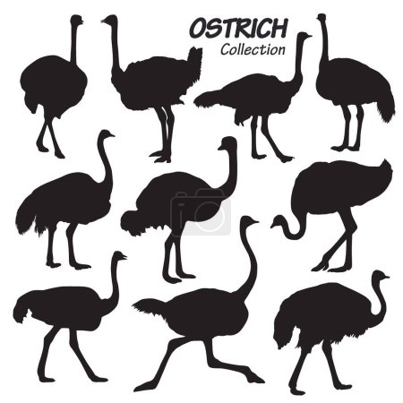 Foto de Siluetas en blanco y negro de avestruz y aves, ilustración vectorial, estilo de diseño plano - Imagen libre de derechos