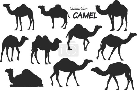 Foto de Camellos en el desierto en oman vector ilustración - Imagen libre de derechos