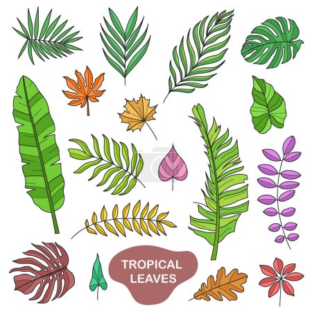 Foto de Ilustraciones doodle hojas tropicales vector colorido gráficos elementos - Imagen libre de derechos