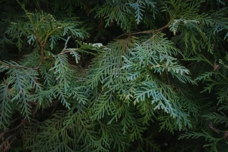 Téléchargez les photos : Arborvitae oriental arbre feuilles fond - en image libre de droit