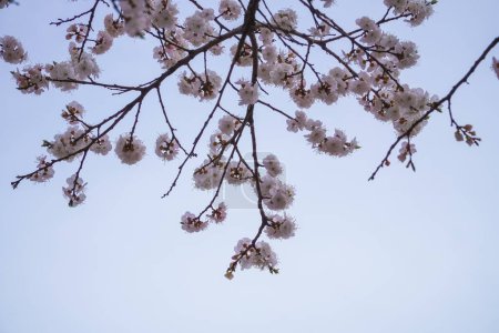 Téléchargez les photos : Une photo d'une fleur de prunier au printemps - en image libre de droit