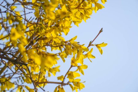 Téléchargez les photos : Une photo de forsythia au printemps - en image libre de droit
