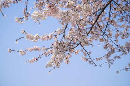 Téléchargez les photos : Les cerisiers fleurissent au début du printemps - en image libre de droit