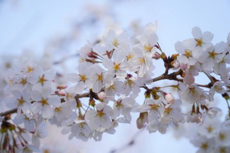 Téléchargez les photos : Les cerisiers fleurissent au début du printemps - en image libre de droit