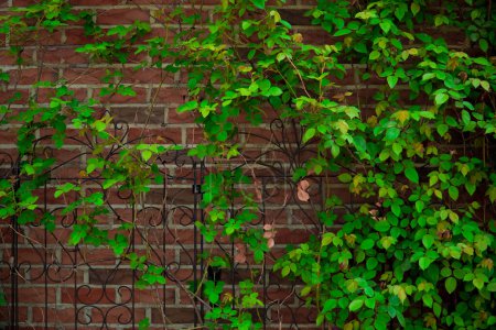 Téléchargez les photos : Fond avec mur de briques rouges et vignes vertes - en image libre de droit