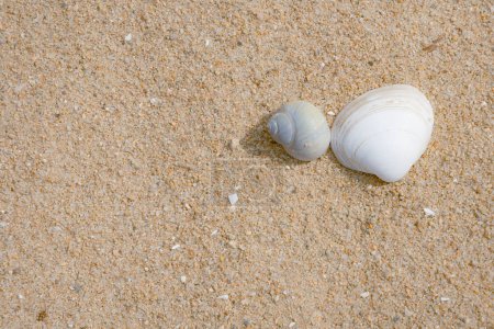 Photo for Close-up of seashells on a summer beach - Royalty Free Image