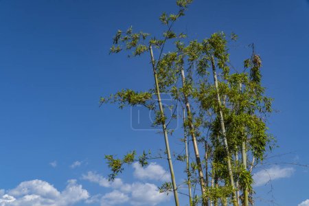 Téléchargez les photos : Arbre se balançant dans le vent sur un fond bleu ciel - en image libre de droit