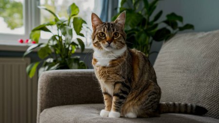 A cute cat sitting on a sofa in the living room of a house. 