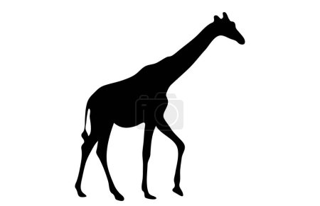 Illustration for Walking giraffe silhouette vector, isolated on white background, wild animal concept, fill with black color wildlife animal, giraffe icon, symbol idea, side view - Royalty Free Image