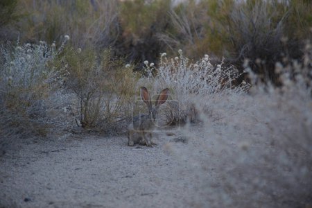 Photo for Hare in Mojave Desert - Royalty Free Image