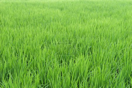 Foto de Arrozales rurales de verano en Japón, hermosas plantas de arroz de crecimiento verde balanceándose en el viento. - Imagen libre de derechos