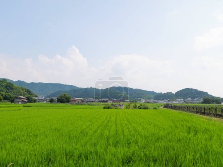 Midsummer rural rice paddies in Japan, beautiful green growing rice plants swaying in the wind.
