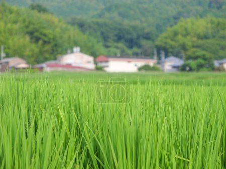 arrozales rurales de verano en Japón, hermosas plantas de arroz de crecimiento verde balanceándose en el viento.