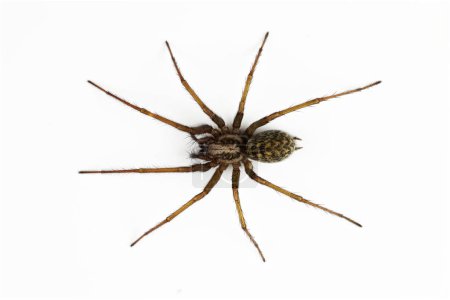 Foto de Macro foto de araña tegenaria aislada sobre fondo blanco - Imagen libre de derechos