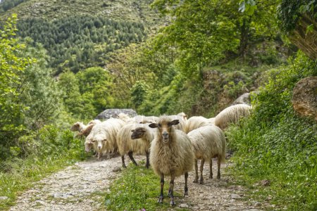 Sheep on the road in the foresty mountains in the sunny summer day in Albania