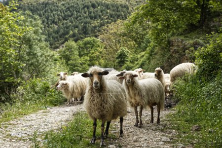 Sheep on the road in the foresty mountains in the sunny summer day in Albania