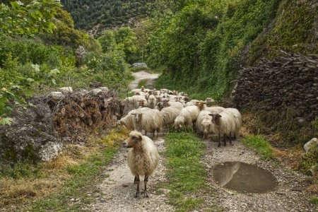 Schafe unterwegs in den Waldbergen an einem sonnigen Sommertag in Albanien