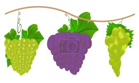 Téléchargez les illustrations : Grape Vector Design et Illustration Bundle. - en licence libre de droit