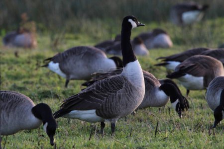 Téléchargez les photos : A large flock of geese, including Canadian Geese on a field and hunting for food. This photograph was taken on a cold December morning. - en image libre de droit