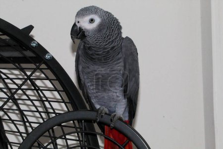Téléchargez les photos : A portrait of a pet African Grey Parrot at their home. - en image libre de droit