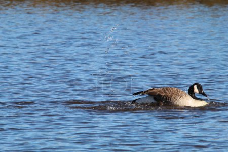 Téléchargez les photos : Un superbe portrait animal d'une oie canadienne sur un lac, de l'eau peut être vue pulvérisée par l'oiseau. - en image libre de droit