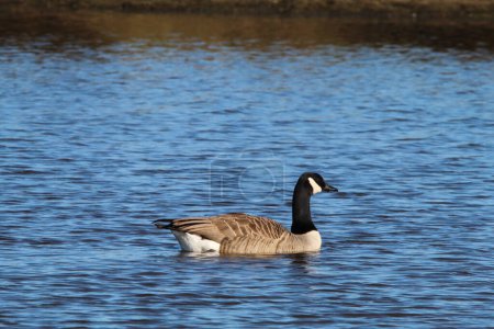 Téléchargez les photos : Un superbe portrait animal d'une oie canadienne sur un lac, de l'eau peut être vue pulvérisée par l'oiseau. - en image libre de droit