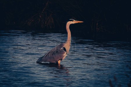 Téléchargez les photos : Un oiseau Héron sauvage qui a atterri dans un champ près d'un lac. - en image libre de droit