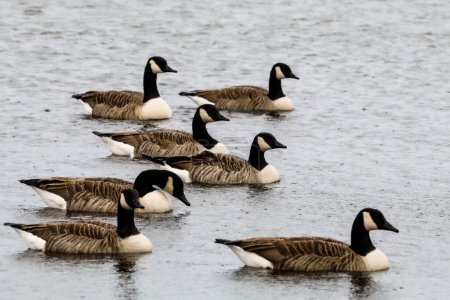 Téléchargez les photos : Superbe portrait d'un troupeau d'Oies canadiennes traversant un lac dans une réserve naturelle. - en image libre de droit
