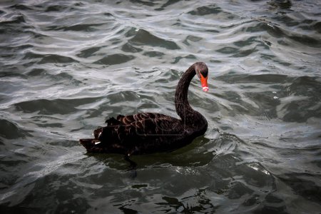 Téléchargez les photos : Un portrait animal magnifique et rare d'un cygne noir sur un lac. - en image libre de droit