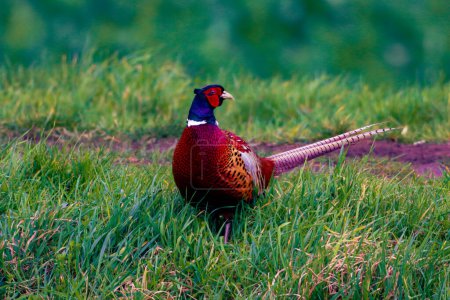 Photo for A Pheasant at the edge of a canal looking for food - Royalty Free Image